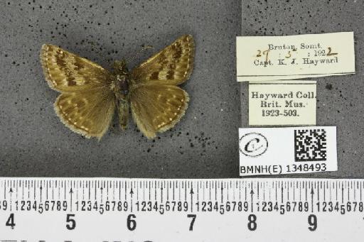 Erynnis tages tages (Linnaeus, 1758) - BMNHE_1348493_157526