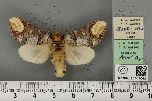 Phalera bucephala bucephala (Linnaeus, 1758) - BMNHE_1639643_208797