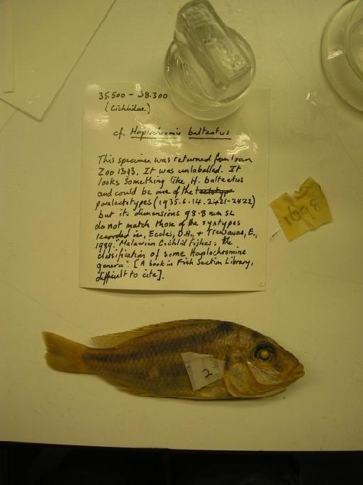 Haplochromis balteatus Trewavas, 1935 - Attach.5