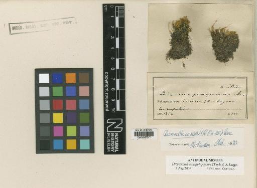 Anisothecium campylophyllum (Taylor) Mitt. - BM000672171_a