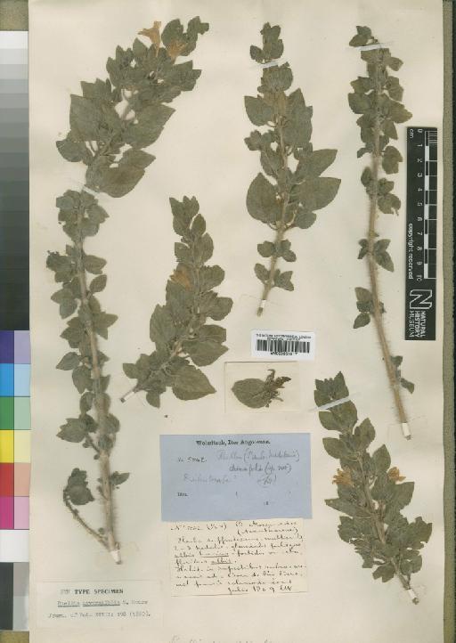 Ruellia diversifolia Moore - BM000931017