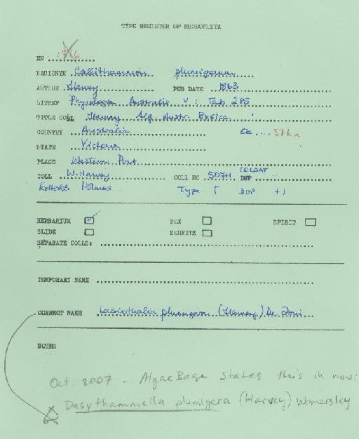 Dasythamniella plumigera (Harv.) Womersley - BM001038770_a