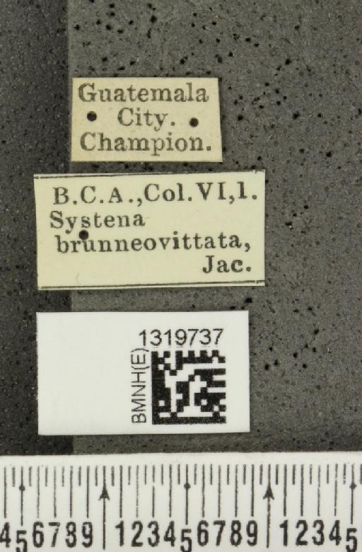 Systena brunneovittata Jacoby, 1884 - BMNHE_1319737_label_26693