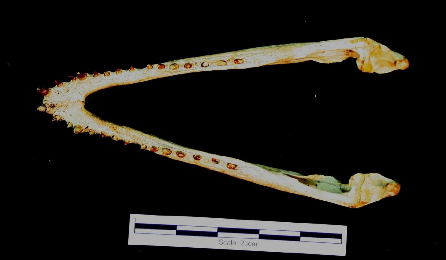 To NHMUK collection (Crocodylus siamensis Schneider, 1801; NHMUK:ecatalogue:1978500)