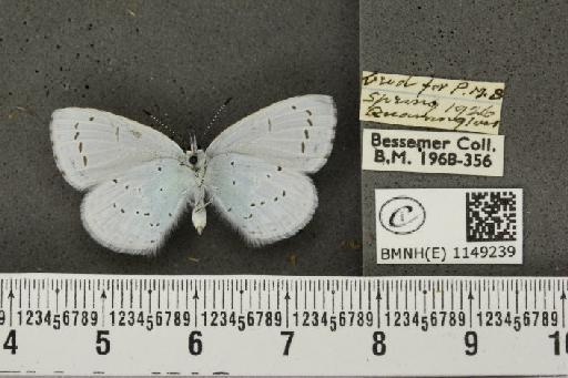 Celastrina argiolus britanna (Verity, 1919) - BMNHE_1149239_111605