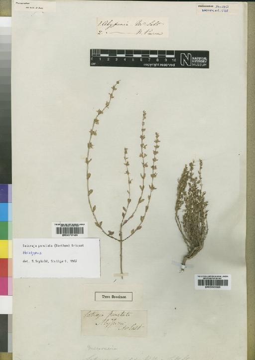 Satureja punctata (Benth.) Briq - BM000797489