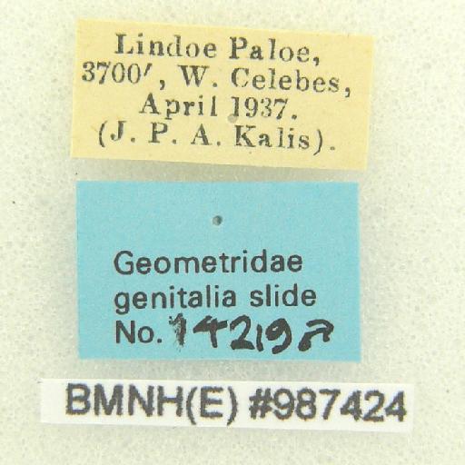 Ectropidia Warren, 1895 - Ectropidia sp 987424 labels