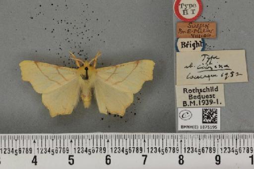 Ennomos erosaria ab. citrina Cockayne, 1952 - BMNHE_1875195_443172