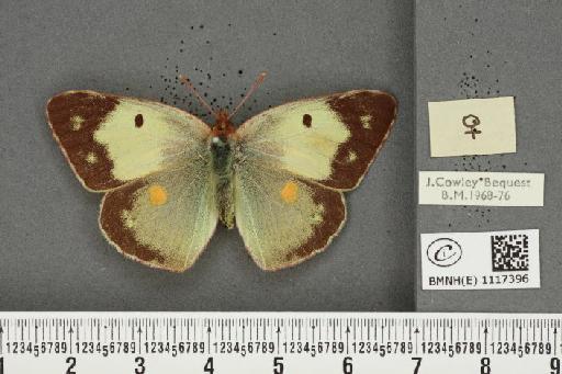 Colias croceus f. helice Hübner, 1779 - BMNHE_1117396_a_75705