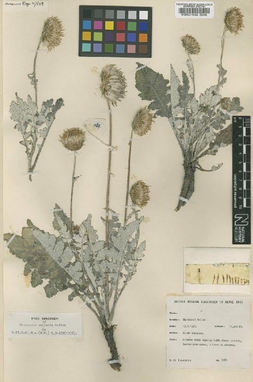 Saussurea neglecta Ludlow - BM000521862