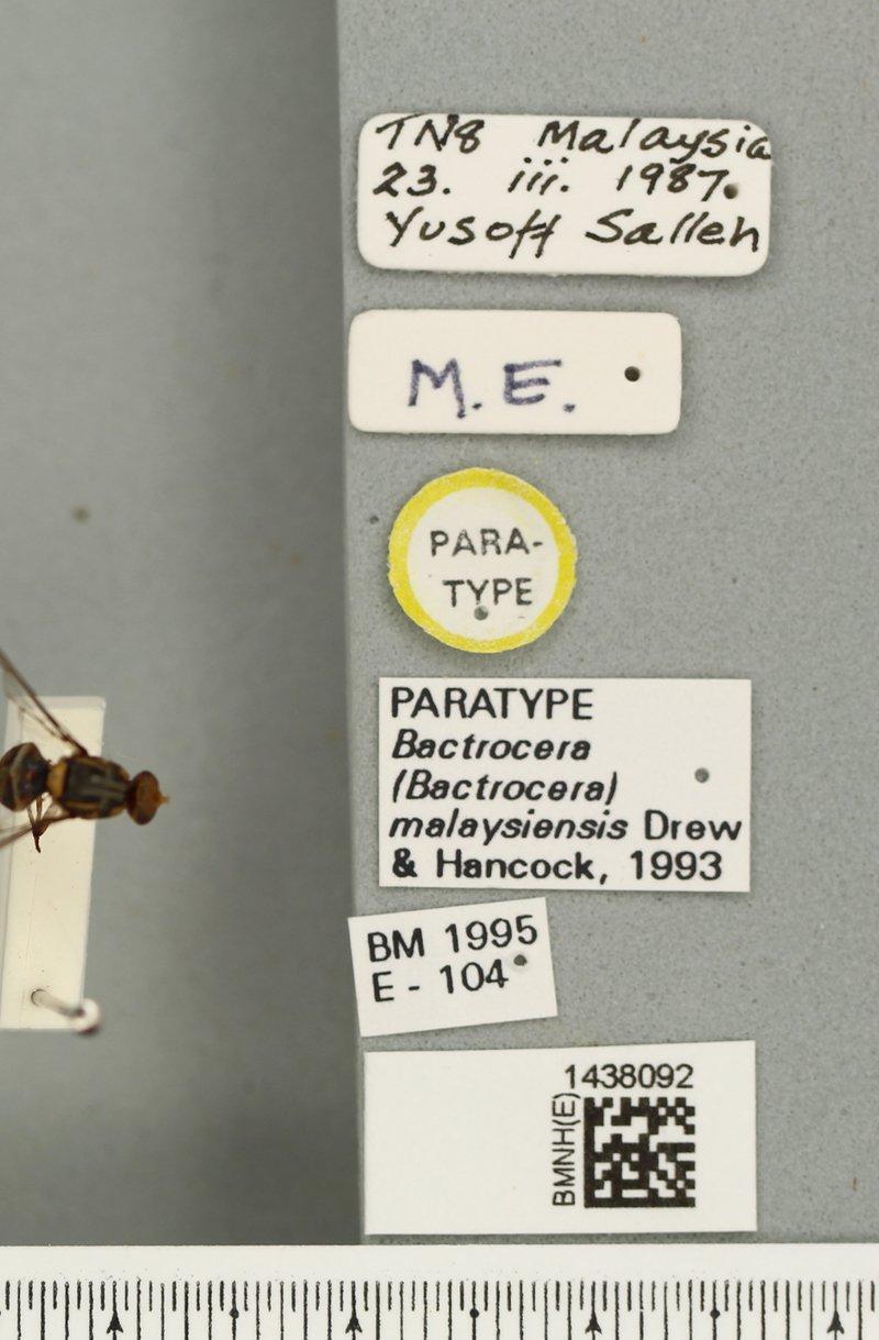 Bactrocera malaysiensis