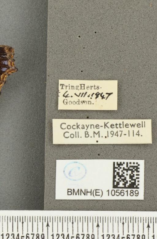 Aglais urticae ab. salmonicolor Raynor, 1906 - BMNHE_1056189_label_45641