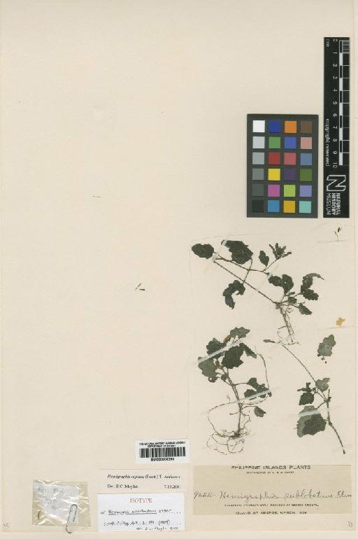 Hemigraphis reptans (J.R.Forst.) Anderson - BM000906298