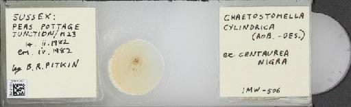 Chaetostomella cylindrica (Robineau-Desvoidy, 1830) - BMNHE_1444767_58685