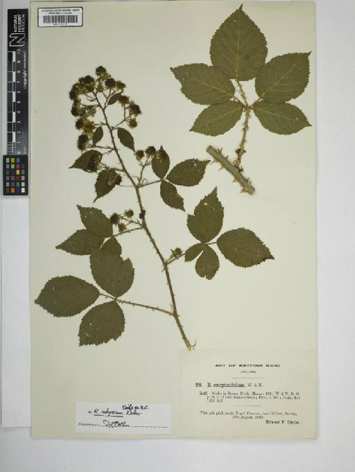Rubus adspersus - BM001185446