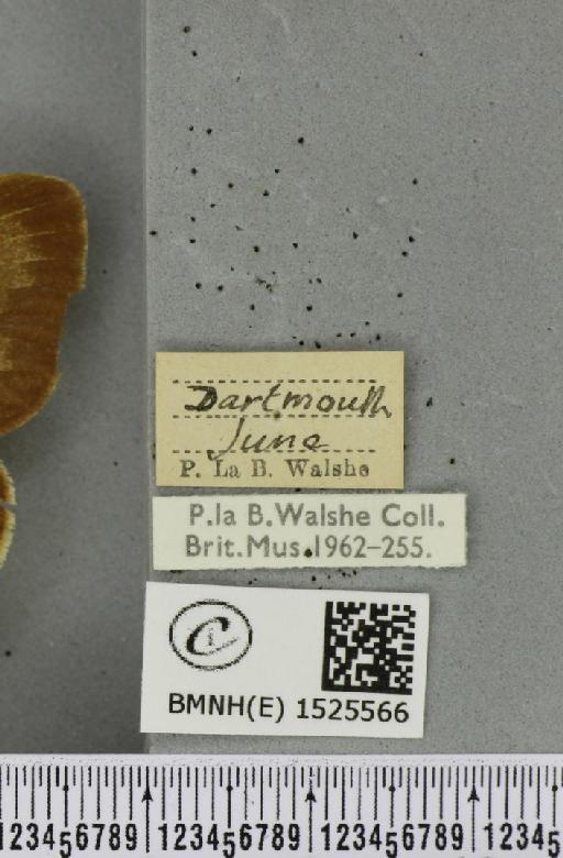 Macrothylacia rubi (Linnaeus, 1758) - BMNHE_1525566_label_196167