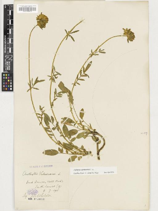 Anthyllis vulneraria L. - BM001036214