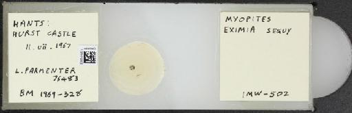 Myopites eximius Seguy, 1932 - BMNHE_1444945_59863