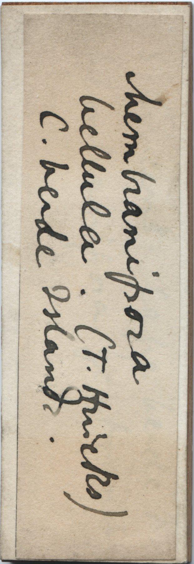 To NHMUK collection (Electra bellula (Hincks, 1881); NHMUK:ecatalogue:3585159)