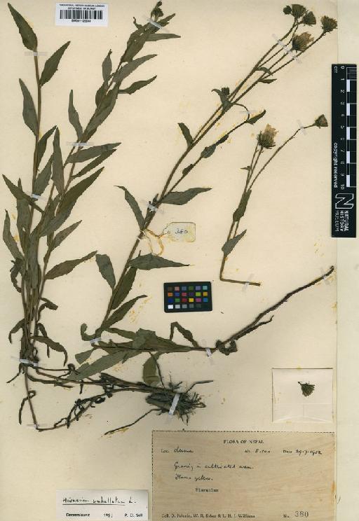 Hieracium umbellatum L. - BM001125641