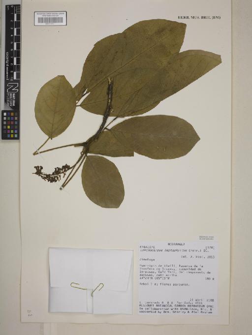 Lonchocarpus heptaphyllus (Poir.) DC. - BM001172211