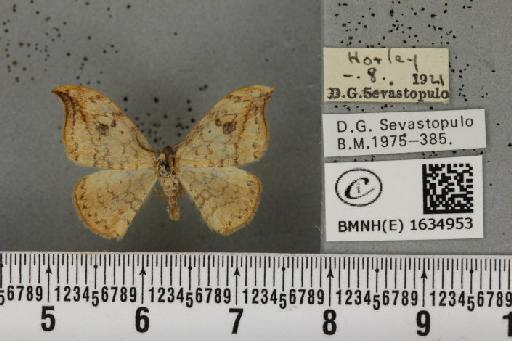 Drepana falcataria (Linnaeus, 1758) - BMNHE_1634953_201306