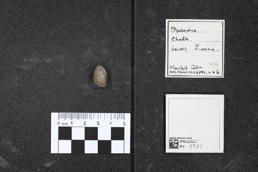 Ptychodus infraphylum Gnathostomata Agassiz, 1839 - 010026227_L010040580