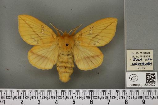 Euthrix potatoria (Linnaeus, 1758) - BMNHE_1530020_197539