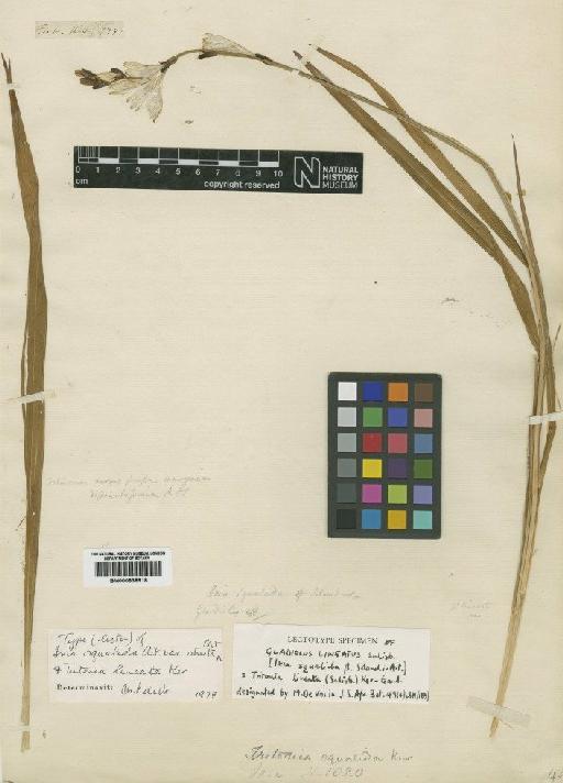 Tritonia lineata (Salisb.) Ker Gawl. - BM000838918