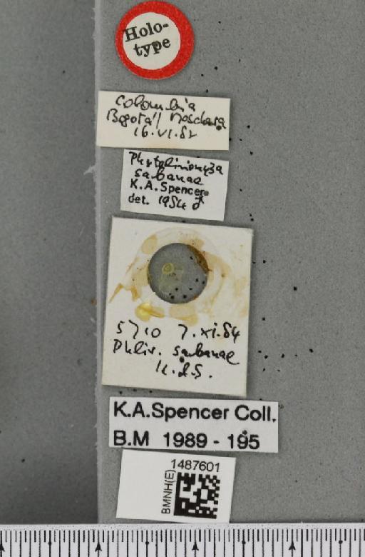 Liriomyza sabanae (Spencer, 1984) - BMNHE_1487601_label_51145