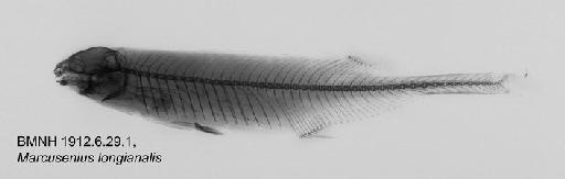 Marcusenius longianalis Boulenger, 1901 - BMNH1912.6.29.1, Marcusenius longianalis