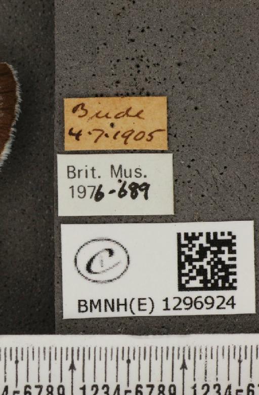 Maculinea arion eutyphron (Fruhstorfer, 1915) - BMNHE_1296924_label_134253