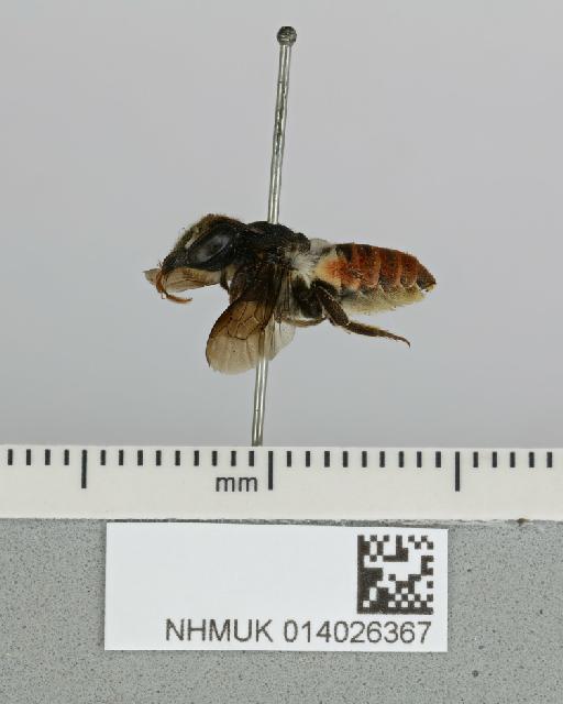 Chalicodoma voiensis (Cockerell, 1937) - 014026367__-