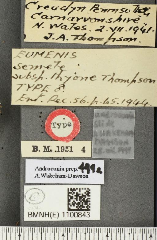 Hipparchia semele thyone Thompson, 1944 - BMNHE_1100843_label_12030