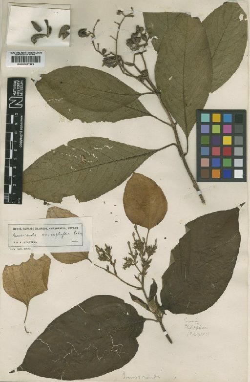 Mussaenda anisophylla Vidal - BM000827879