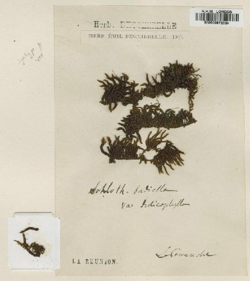 Schlotheimia badiella Besch. - BM000872024
