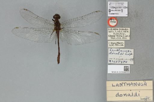 Lanthanusa donaldi Lieftinck, 1955 - 013384530_dorsal