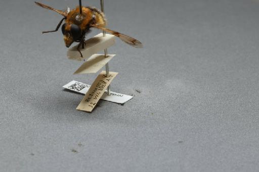 Volucella bombylans (Linnaeus, 1758) - 012530539_additional_3