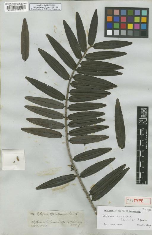 Xylopia spruceana Benth. ex Spruce - BM000554093