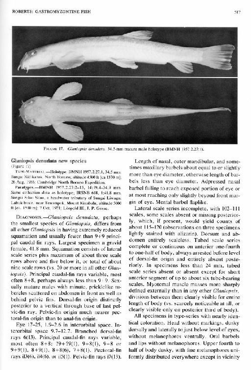 Glaniopsis denudata Roberts, 1982 - Glaniopsis denudata description 1