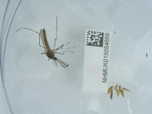 Culiseta (Culiseta) annulata Schrank, 1776 - 015054669_4
