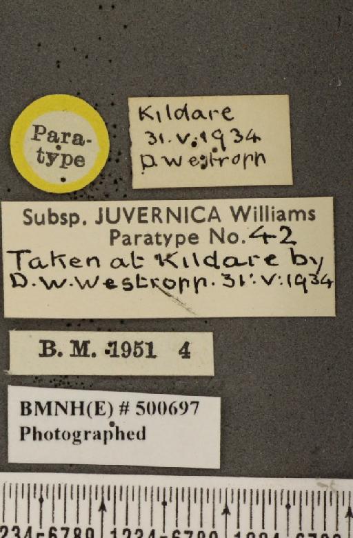 Leptidea sinapis juvernica Williams, 1946 - BMNHE_500697_label_73914