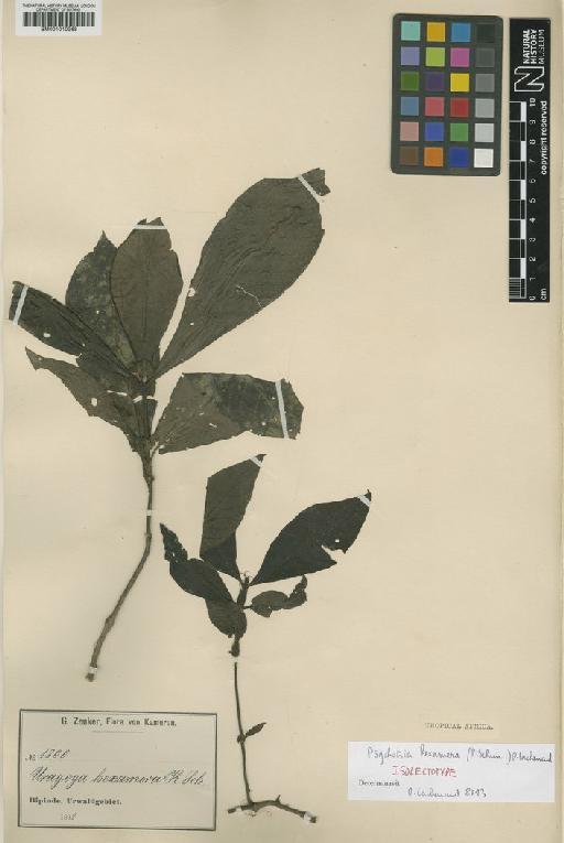 Psychotria hexamera (K.Schum.) O.Lachenaud - BM001010268