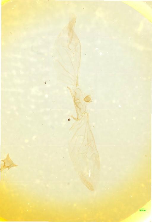 Carabidae Latreille, 1802 - 010189227___4
