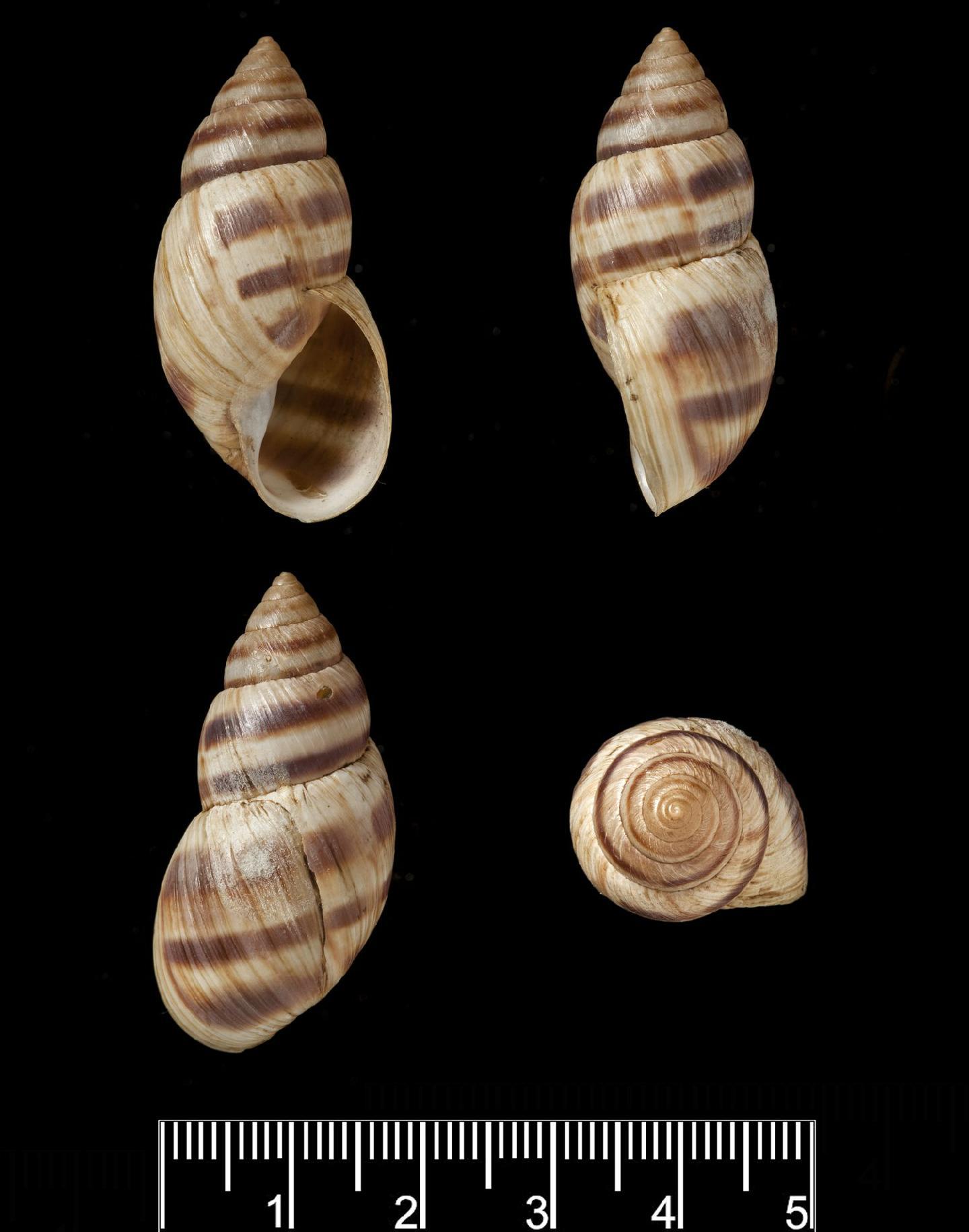 To NHMUK collection (Bulimus aequatorius Pfeiffer, 1853; LECTOTYPE; NHMUK:ecatalogue:3506857)