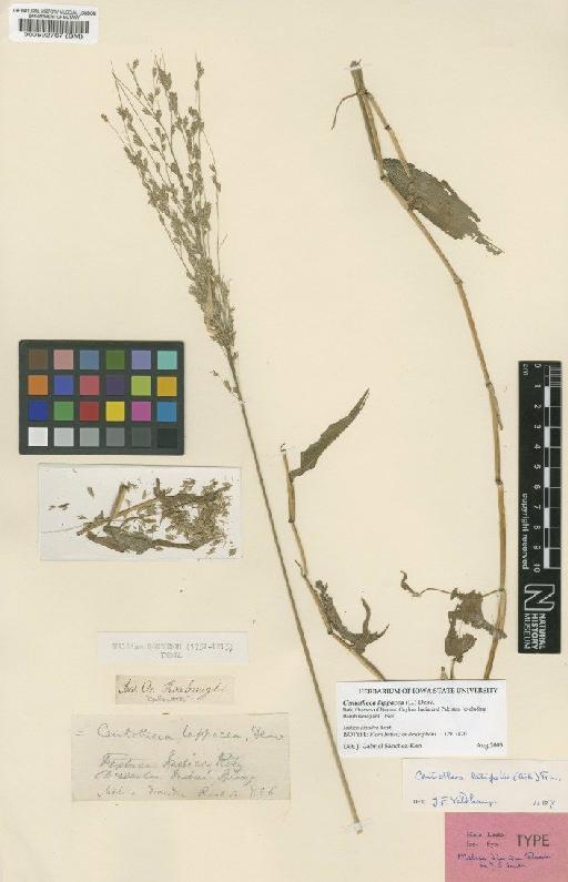 Centotheca lappacea (L.) Desv. - BM000592767