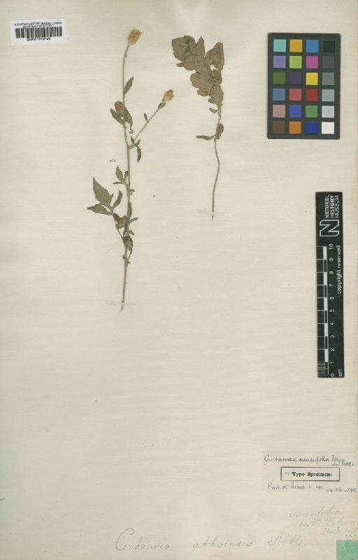 Centaurea cuneifolia Sibth. - BM001043199