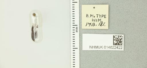 Xylocopa loripes Smith, F., 1874 - 014022422_additional