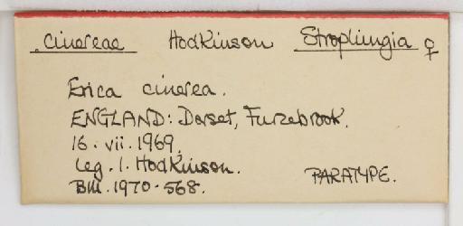 Strophingia cinerea Hodkinson, 1971 - 013471586_additional