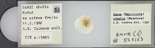 Bactrocera (Bactrocera) zonata (Saunders, 1842) - BMNHE_1444278_57198